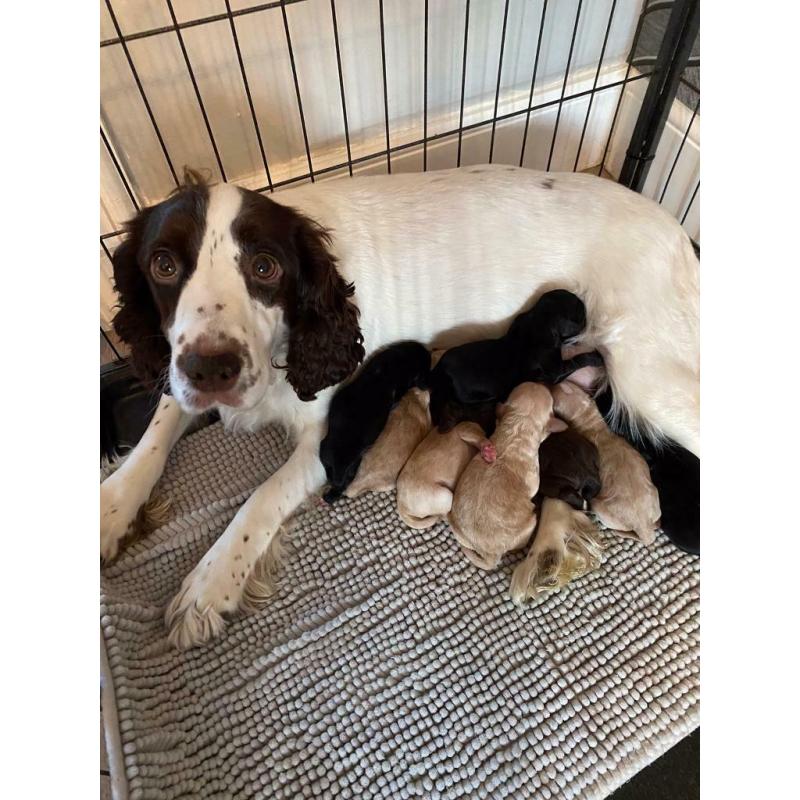 F1 cockapoo puppies