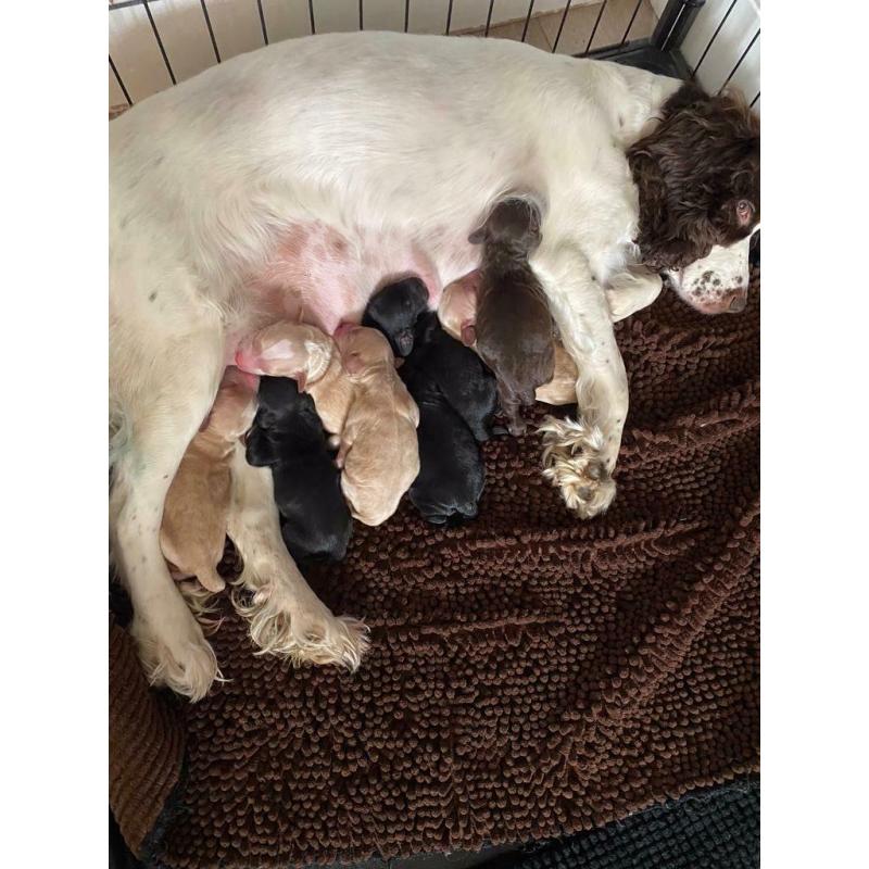 F1 cockapoo puppies