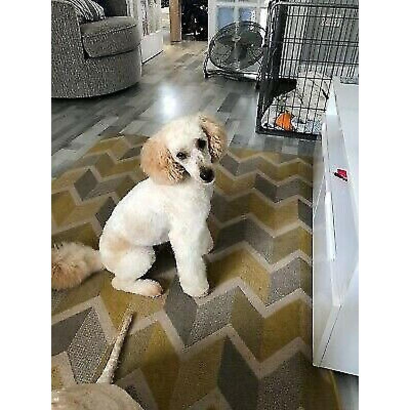 F1 cockapoo puppies